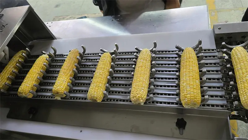 多鋸條玉米棒切段機(jī)不斜切掉籽的秘密，你知道嗎？ 